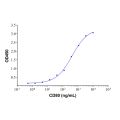 Recombinant Human CD80 Protein