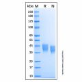 Recombinant Human CD84/SLAMF5 Protein