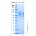 Recombinant Human CEACAM-1/CD66a Protein