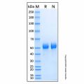 Recombinant Human Carboxypeptidase M Protein