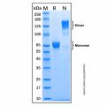 Recombinant Human TSLPR Protein