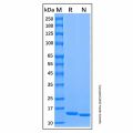 Recombinant Human Cystatin SN Protein