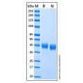 Recombinant Human DC-SIGN/CD209 Protein