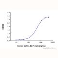 Recombinant Human Ephrin-B2 Protein