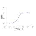 Recombinant Human FGF basic/FGF2/bFGF(155aa) Protein