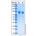 Recombinant Human G-CSFR/CD114 Protein
