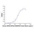 Recombinant Human GDNF Protein