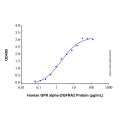 Recombinant Human GFR alpha-2/GFRA2 Protein