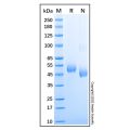 Recombinant Human GFR alpha-3 Protein