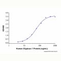 Recombinant Human Glypican 1 Protein