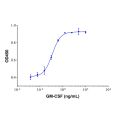 Recombinant Human GM-CSF Protein