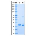 Recombinant Human HMGB1 Protein