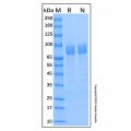 Recombinant Human Iduronate 2-Sulfatase Protein