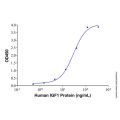 Recombinant Human IGFBP4 Protein