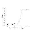 Recombinant Human IL-1 beta Protein