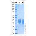 Recombinant Human IL-10 R beta Protein