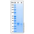 Recombinant Human IL-29/IFN-lambda 1 Protein