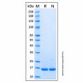 Recombinant Human IL-36 alpha/IL-1F6 Protein