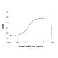 Recombinant Human IL-4 Protein