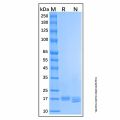 Recombinant Human IFN-alpha-1a Protein