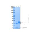 Recombinant Human Kallikrein 6 Protein
