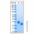 Recombinant Human Kallikrein 8/Neuropsin Protein