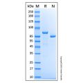 Recombinant Human Lactoferrin Protein