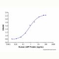 Recombinant Human LBP Protein