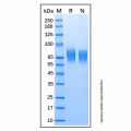 Recombinant Human LILRA1/CD85i/LIR-6 Protein