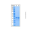Recombinant Human Arginase 1/ARG1 Protein