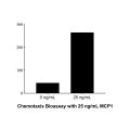 Recombinant Human MCP1 Protein