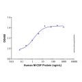 Recombinant Human M-CSF Protein