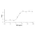 Recombinant Human MIF Protein