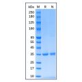 Recombinant Human PCNA Protein