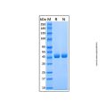 Recombinant Human Renin Protein