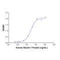 Recombinant Human Nectin-1 Protein