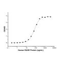 Recombinant Human RAGE Protein