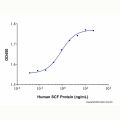 Recombinant Human SCF Protein