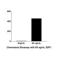 Recombinant Human SDF1 Protein