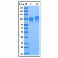 Recombinant Human Serpin G1 Protein