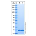 Recombinant Human SF20/MYDGF Protein