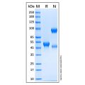 Recombinant Human Siglec-8 Protein