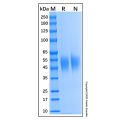 Recombinant Human SLAM/CD150 Protein