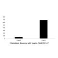 Recombinant Human TARC/CCL17 Protein