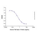 Recombinant Human TGF-beta 1 Protein