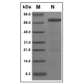 Recombinant Human HVEM/TNFRSF14 Protein