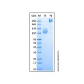 Recombinant Human TrkC Protein