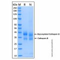 Recombinant Mouse Cathepsin B Protein