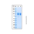 Recombinant Mouse EGFR Protein
