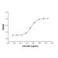 Recombinant Mouse G-CSF Protein
